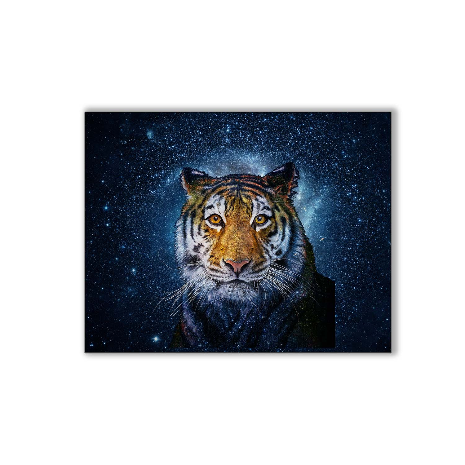 Celestial tiger canvas wall art with cosmic blue background in 48x36 format